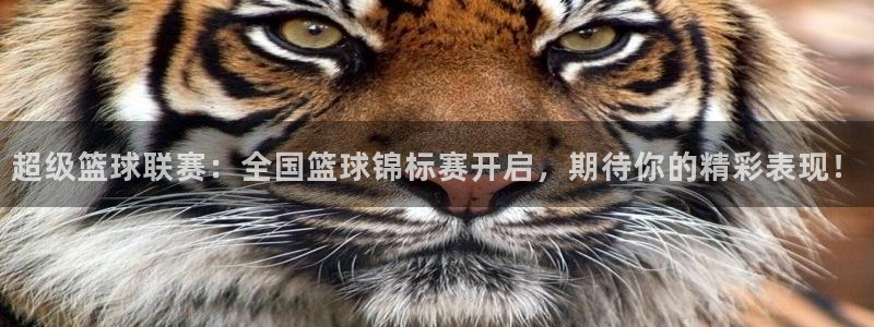 超级篮球联赛：全国篮球锦标赛开启，期待你的精彩表现！