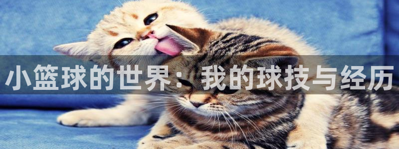 小篮球的世界：我的球技与经历